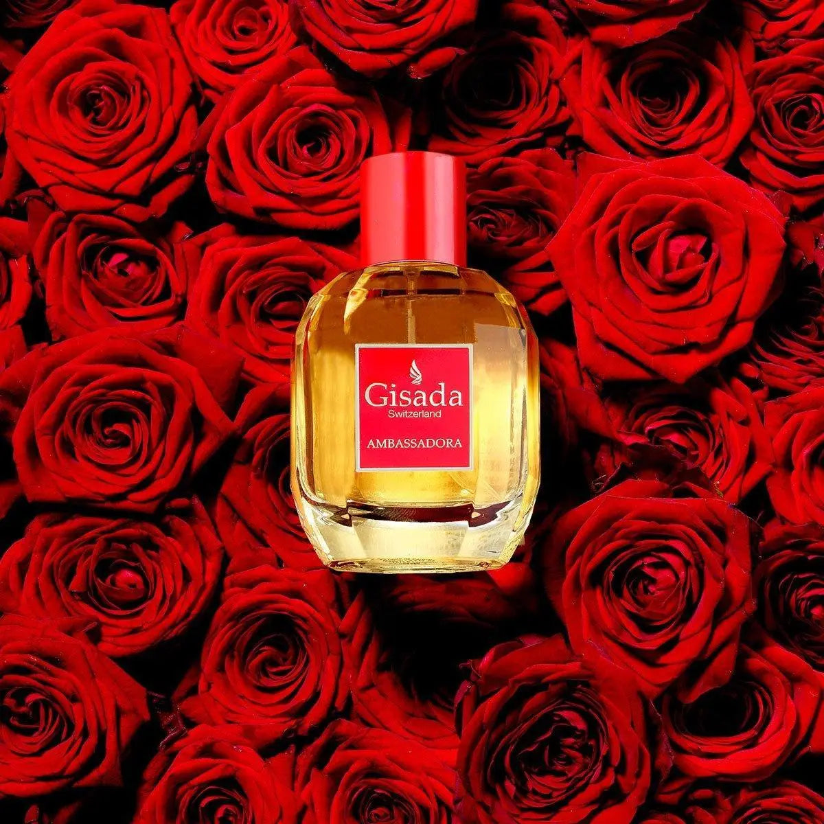 Ambassadora - Gisada.com